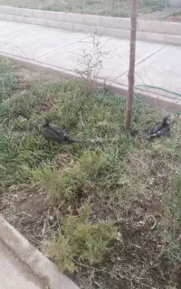 خانم دانشجو ترجیحا مجرد و شهرستانی