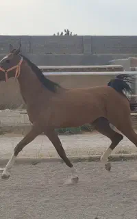 مادیان دره شوری کهرزرد طلایی ۵ نشان دوسرچاپار