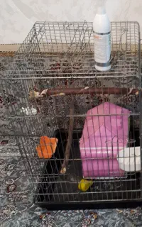 قفس کاسکویی