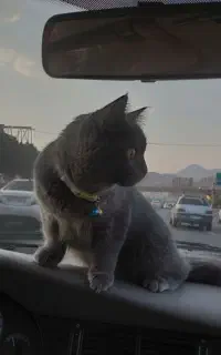 واگذاری گربه برتیش ۷ ماهه