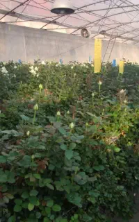 کارگر برای کار در گلخانه گل رز