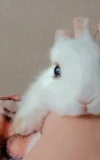 خرگوش مینی لوپ