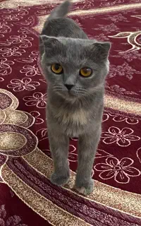 گربه اسکاتیش فولد