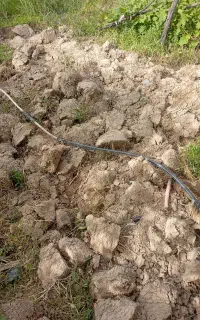 کاشت بیل زدن باغچه