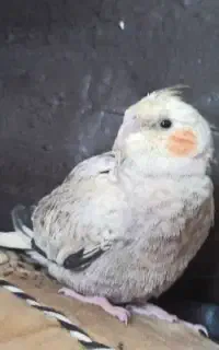 فروش پرنده