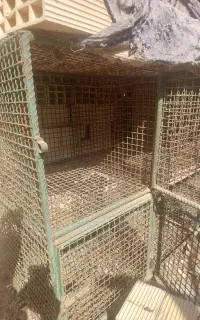 قفس جفت دونی برای مرغ یا کفتر