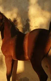 خرید وفروش اسب عرب زیبایی