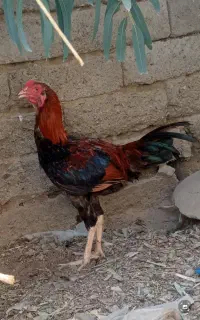 خروس لاری