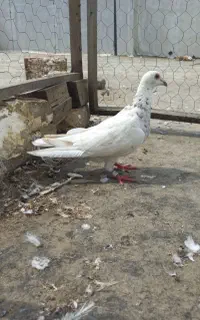 کبوتر سار و ریش