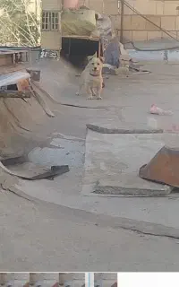 واگذاری دوتاپاکوتاه نر