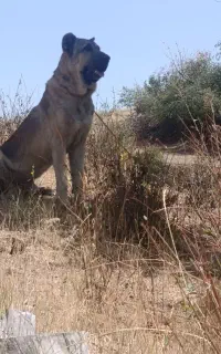 سگ سراب
