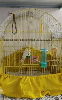 قفس عروس هلندی