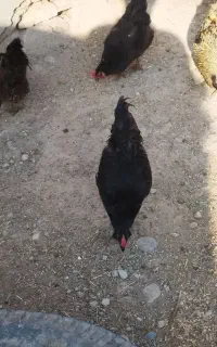 خروس