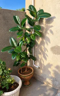 فروش گل