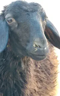 بره ماده چاق