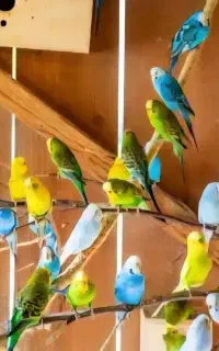 مرغ عشق جزئی و کلی