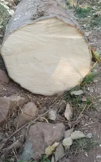 چوب تنه درخت تمیز