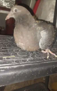 کفتر