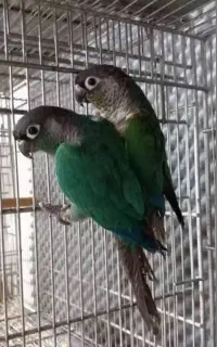 گرنچیک جفت کارداده