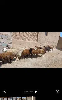کاور ومیش