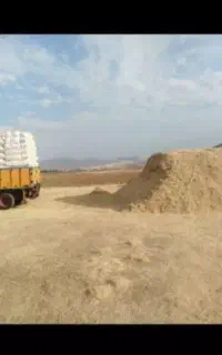 کاه گندم