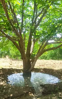 باغ گردو