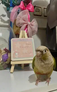 گرینچیک گمشده