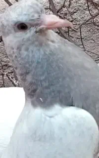 کبوتر گمشده