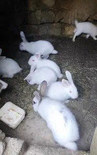 خرگوش