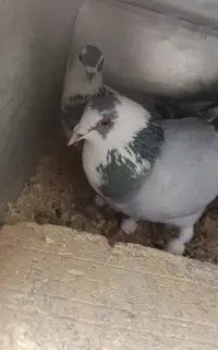 کفتر دورگ یه رگ پلاکی یه رگ دمگیر
