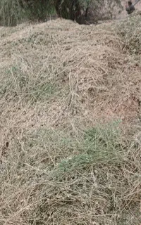 یونجه فله خشک