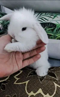 خرگوش