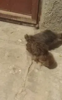 جوجه