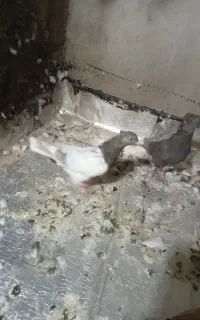 کفتر