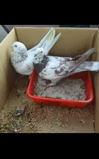 از جفتی ۴۰۰شروع میشه تا ۱۰۰۰ همه رو هم تخفیف داره