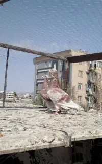 دو جفت نروماده بور مگس مسافتی