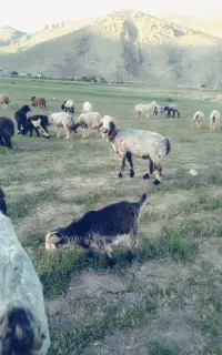 فروش ۲۰عدد میش نابروان