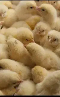 جوجه گوشتی درجه یک به شرط بهترین جوجه بازار