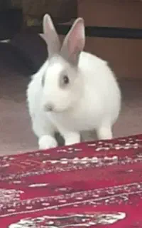 خرگوش نر