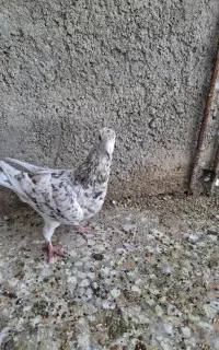 کبوتر