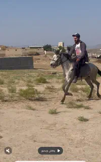 اسب مادیان