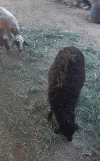 بره  ۲۰  گیلوی  برا  قربانی  کردن