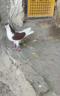 کبوتر نر یه کت شیرازی