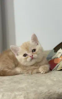 گربه اشرافی نژاد خالص