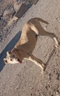 کوچ 4ماهه