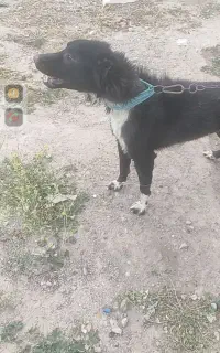 سگ نگهبان