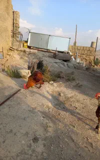 خروس‌دیلگونی