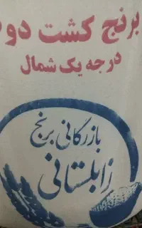 برنج طارم شمال کشت دوم