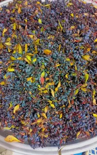 آب زرشک طبیعی جنگلی