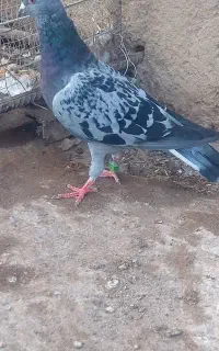 یک عدد کبوتر  مسافتی